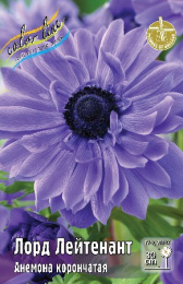 Анемона Лорд Лейтенант 10шт. Colorline
