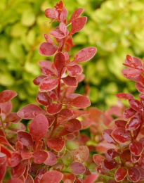 Барбарис Тунберга Корал, P9, без упаковки в контейнере Colorline