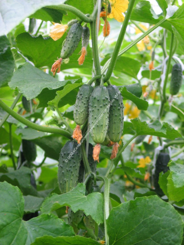 Огурец Балалайка F1 10шт. цветной пакет Манул