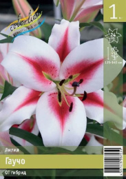 Лилия Гаучо 14/16 1шт. Эконом (ОТ) Colorline