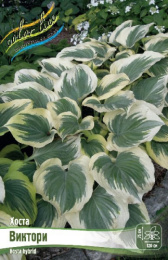 Хоста Виктори 1шт. Colorline