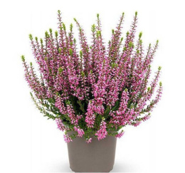 Вереск Лилли, P11, без упаковки в контейнере Colorline