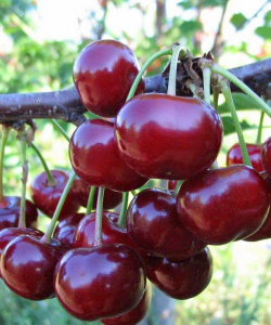 Вишня Лебедянская Волжский Сад