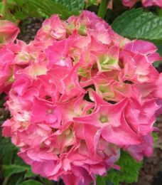 Гортензия крупнолистовая Ребелион Пинк Лов, P12, без упаковки в контейнере Colorline