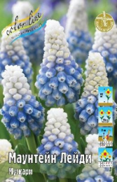 Мускари Маунтейн Лейди 10шт. Colorline