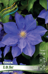 Клематис Х.Ф.Янг 2шт. Colorline
