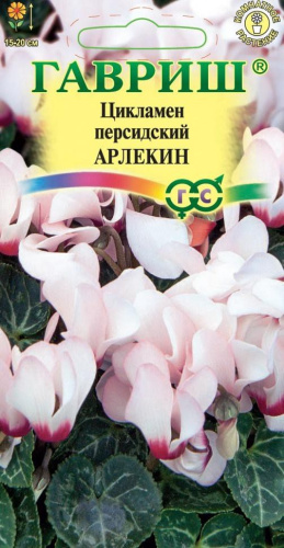 Цикламен Арлекин персидский 3шт. цветной пакет Гавриш