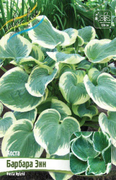 Хоста Барбара Энн 1шт. Colorline