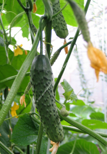 Огурец Вирента F1 10шт. цветной пакет Манул