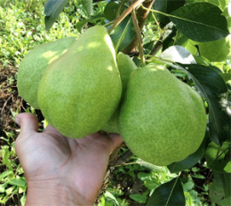 Груша Августовская роса Волжский Сад