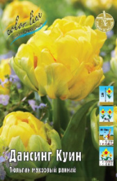Тюльпан Дансинг Куин 7шт. Colorline