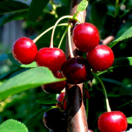 Вишня Быстринка Волжский Сад