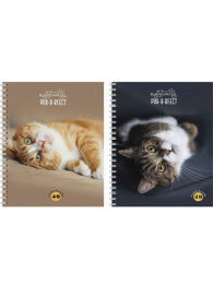 Тетрадь  48 листов Мурчащие котики, гребень 48-4579